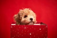 Considering gifting a pet? Think twice.