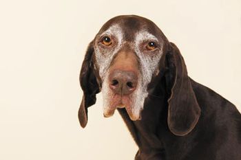 veterinary-dog-white-head-450px-shutterstock-183244463.jpg