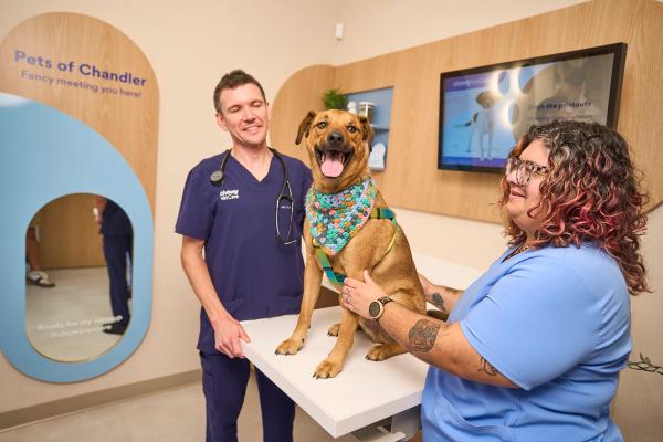 Image courtesy of Chewy