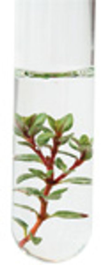 veterinary test tube essential oil holistic plant natural-812215-1404222109177.jpg