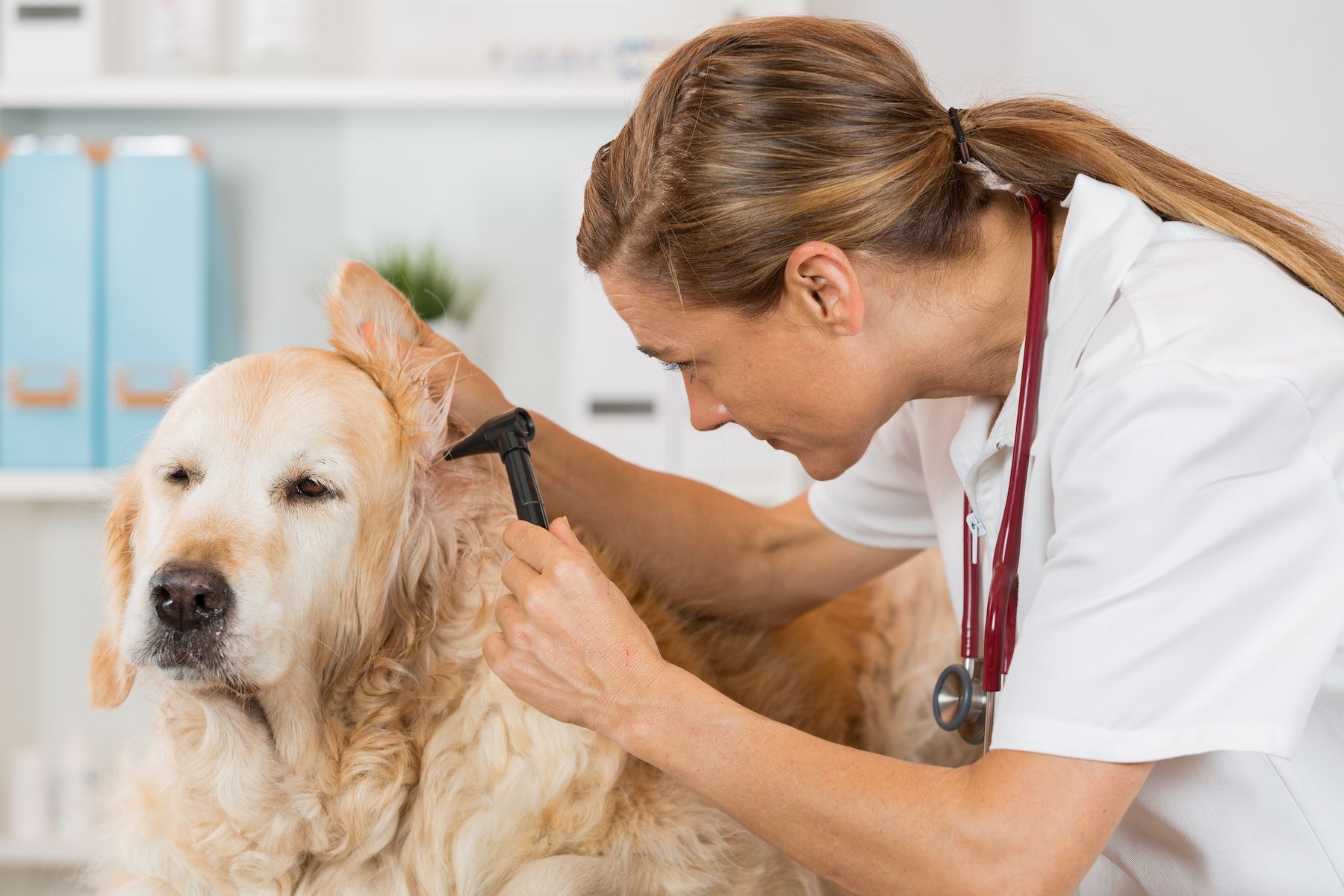 Canine ear exam