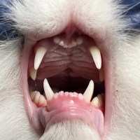 Texas A&M veterinary team repair feline patient’s cleft palate