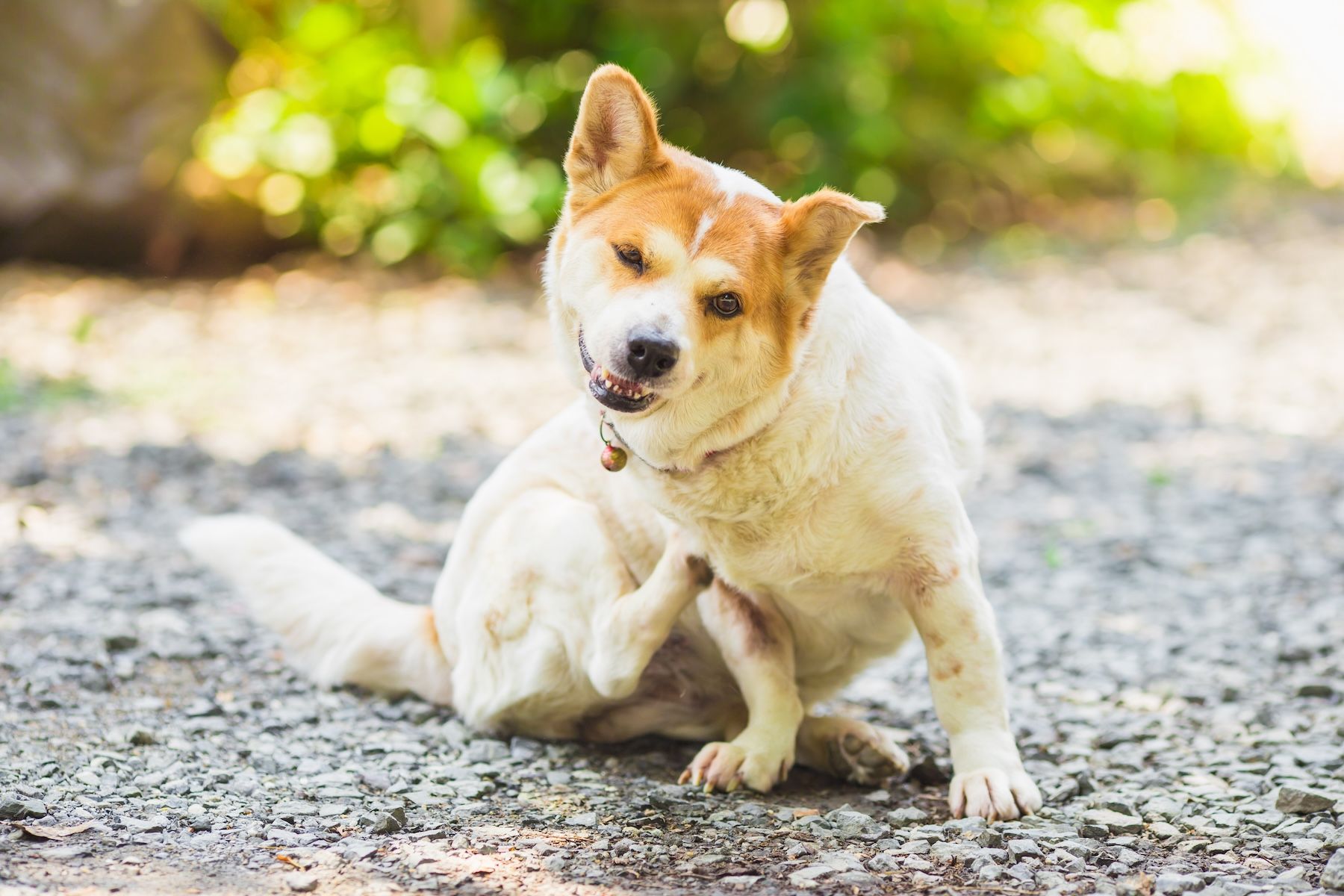 Itchy dog