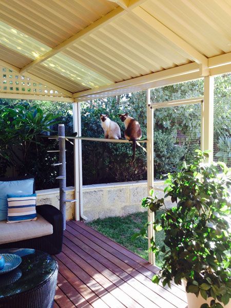 catio cat patio