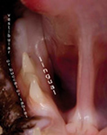 veterinary_06_Bellows_3b_t-672669-1384320362768.jpg