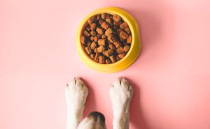 veterinary-dog-with-bowl-of-food-pink-AdobeStock_246446945-450.jpg