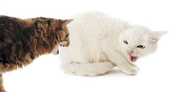 veterinary_460px_180071721_body.jpg
