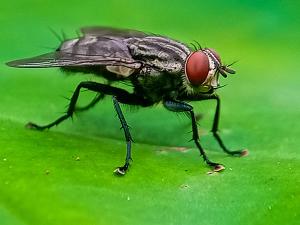 Screwworm fly