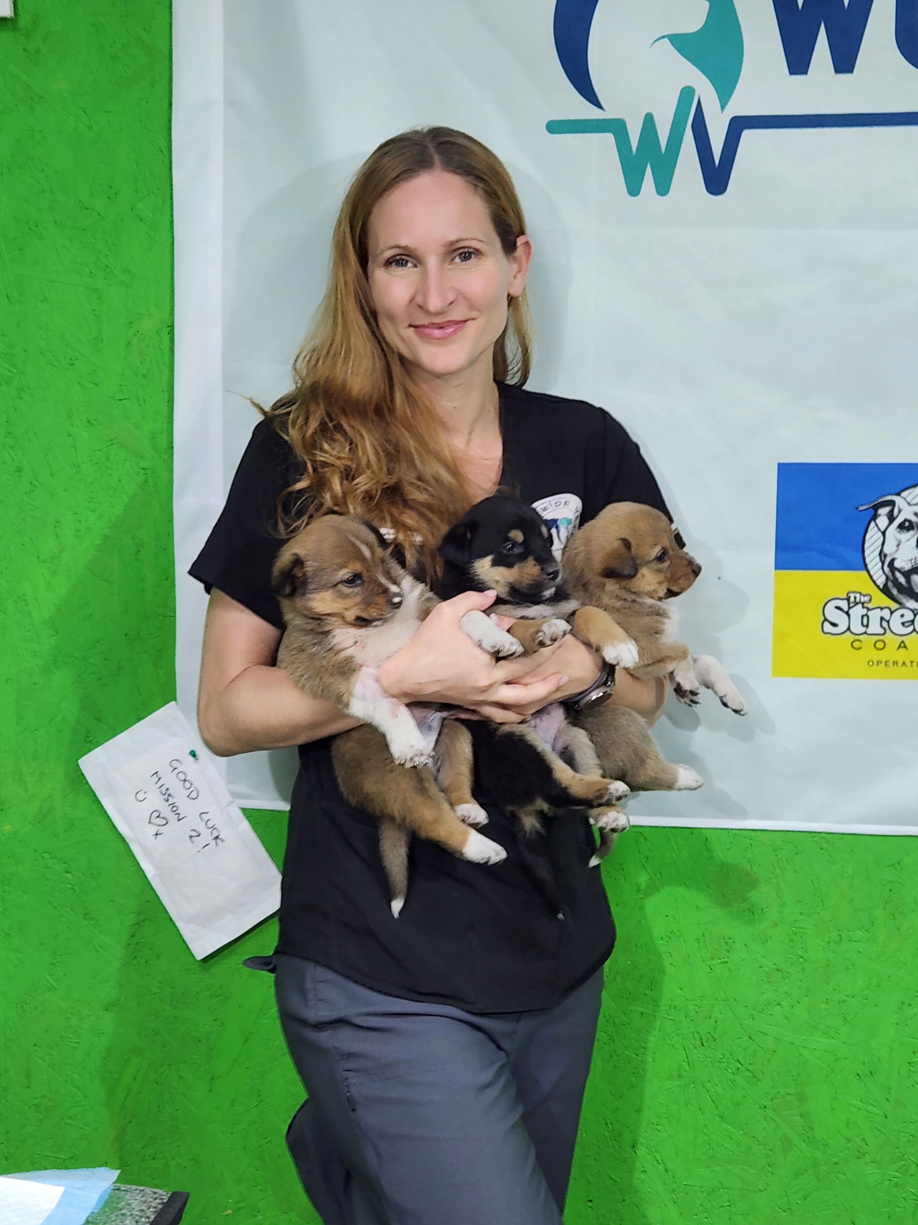 What Happens If a Dog Eats a Diaper: Risks and Emergency Tips