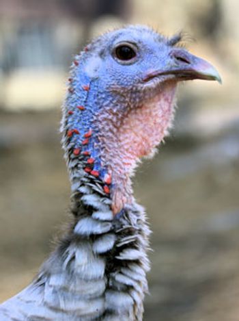 gauthier_julie_turkey250.jpg