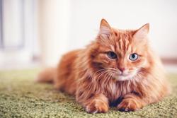Chemicals in pet feces may indicate human health risks