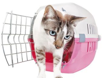 catcrisis3-843009-1404210778402.jpg