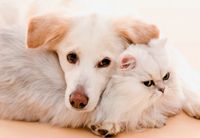 ppa medication for dogs