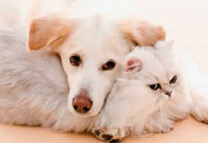 veterinaryDogCat-755828-1384166362368.jpg
