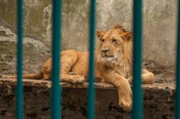 Photo: Ivan Stanic/Adobe Stock