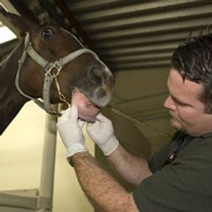 USDA's New Anti-Soring Rules Seek to Diminish Industry Power Over Inspections