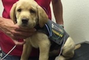 University Audiologists Assess, Assist Hearing-Impaired Animals