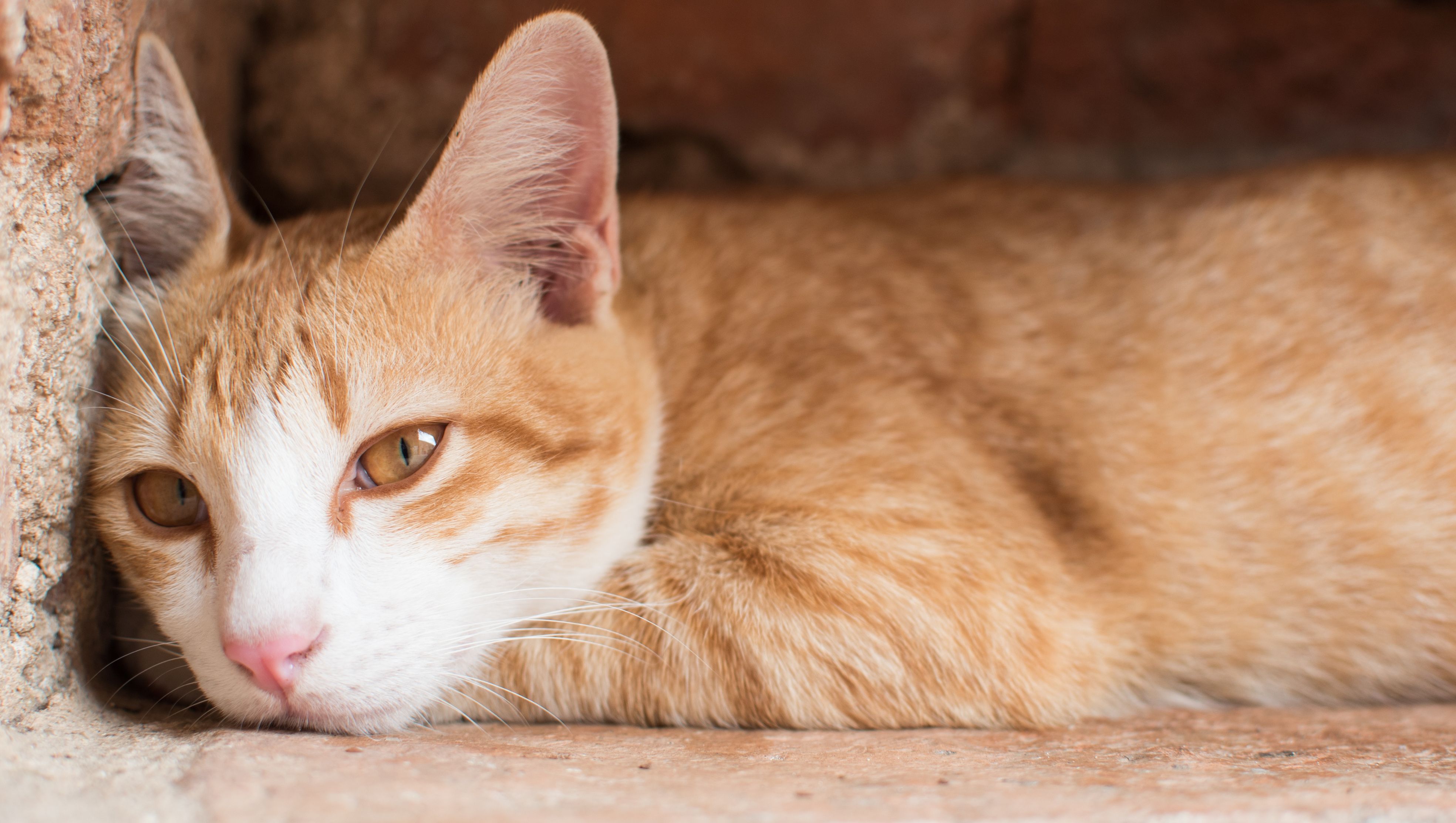 Lethargic cat