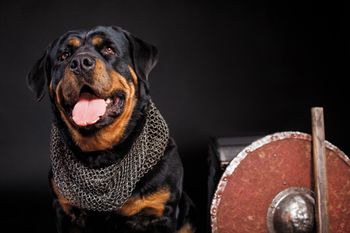 veterinary-dog-two-dogs-on-black-background-shutterstock-587964263_450.jpg