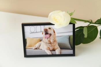 Pet death grief