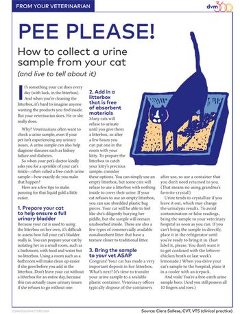 urinecollection450.jpg