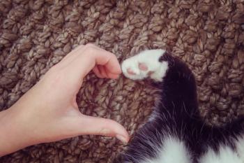 Heart-shaped hand and paw