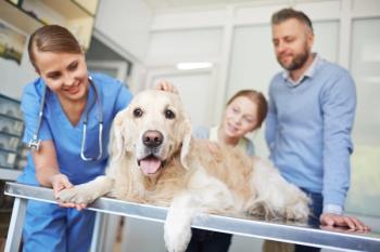 dog at the vet