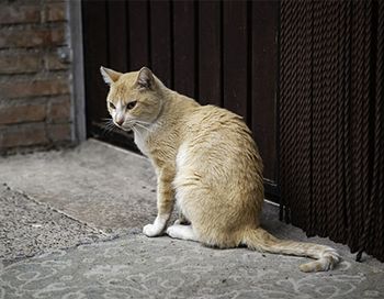 veterinary-abandoned_cat_291033393_450pix.jpg