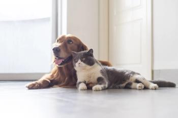 dog and cat
