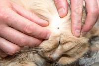 Bobcat fever: Veterinarians emphasize year-round tick control for cats as cases climb in Oklahoma