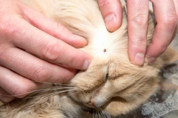 Cat with a tick