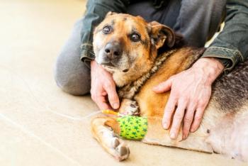 Pet cancer treatment
