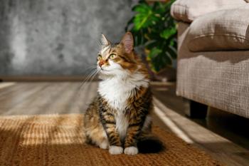 Photo: Evrymmnt/Adobe Stock