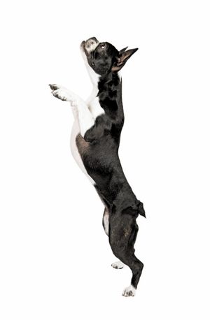 veterinary_450px_166149943.jpg