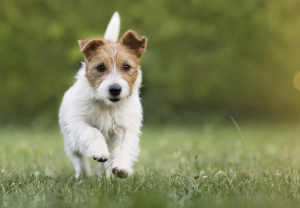 3 Must-reads on vector borne diseases