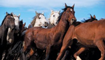 veterinary_wild_mustangs2_0-718116-1384192790962.jpg