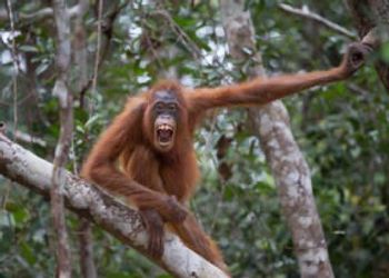 Camp Leakey