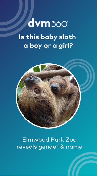 Is this baby sloth a boy or a girl?