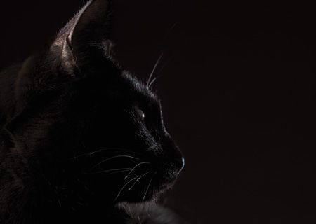 veterinary_black_cat_74859212_450.jpg