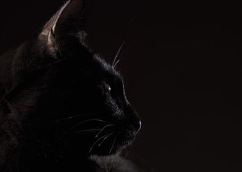 veterinary_black_cat_74859212_450.jpg