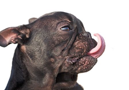 Veterinary_450 px_176478585.jpg