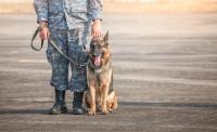 Honoring K-9 Veterans