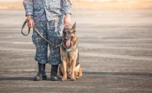 Honoring K-9 veterans