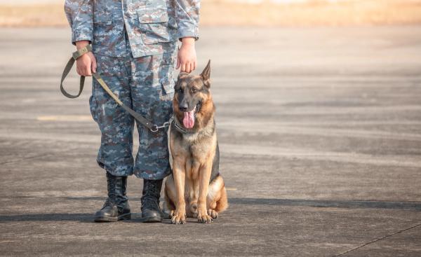 Honoring K-9 Veterans