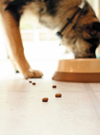 veterinary_dog-eating_450px_557225459.jpg