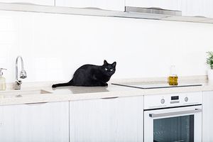 veterinary-cat-on-counter_AdobeStock_232209264-450.jpg