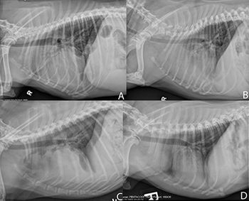 RadiologyFigure1-web.jpg