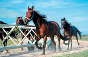 108177382_horse_train-746113-1384171733603.jpg