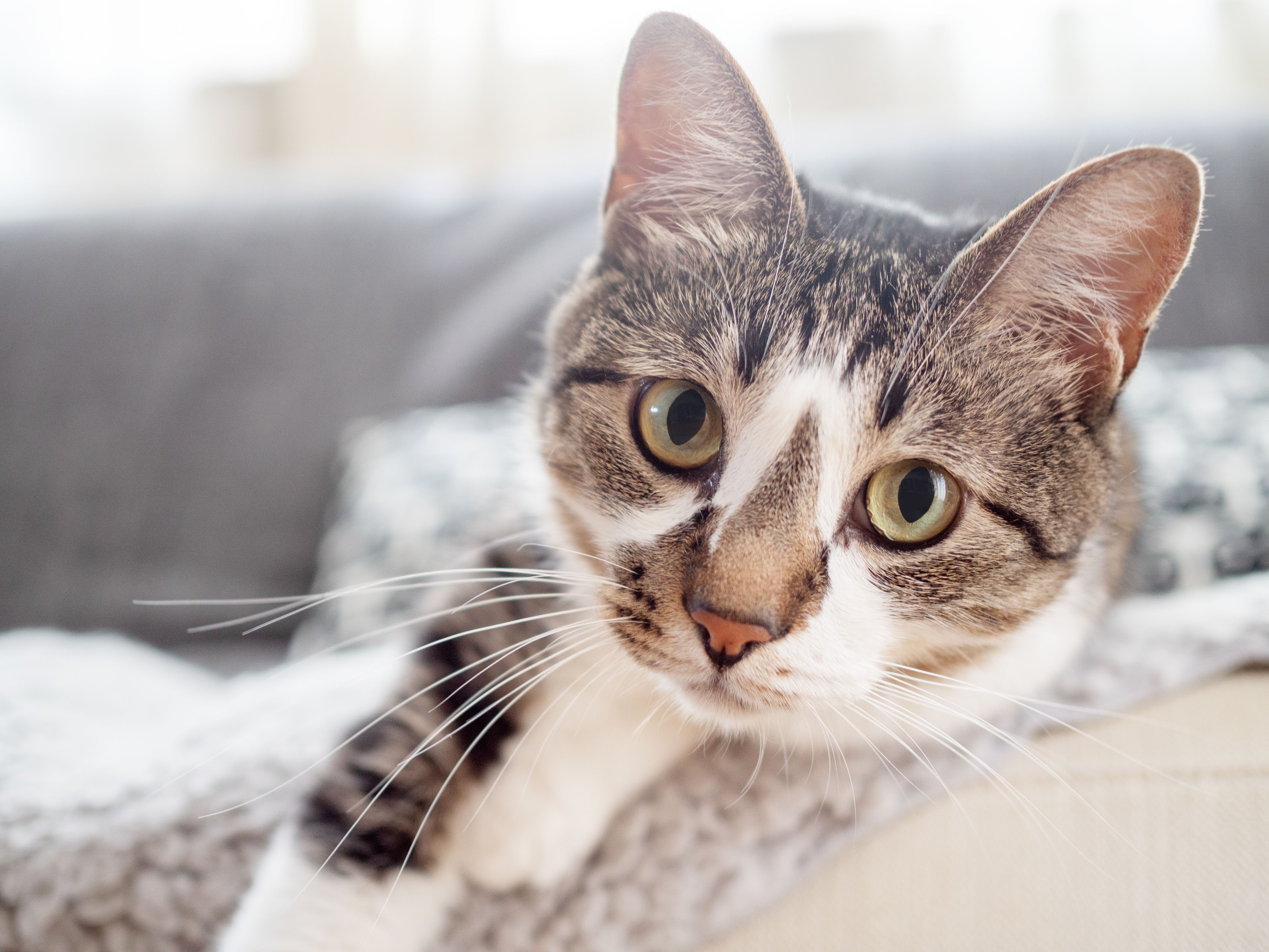 First Oral Feline Flea And Tick Treatment Now Available First Oral Feline Flea And Tick Treatment Now Available