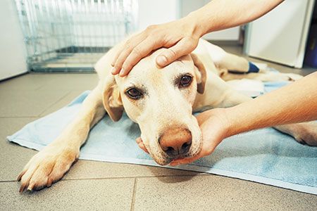 veterinary-dog-in-clinic-450px-shutterstock-701569234.jpg